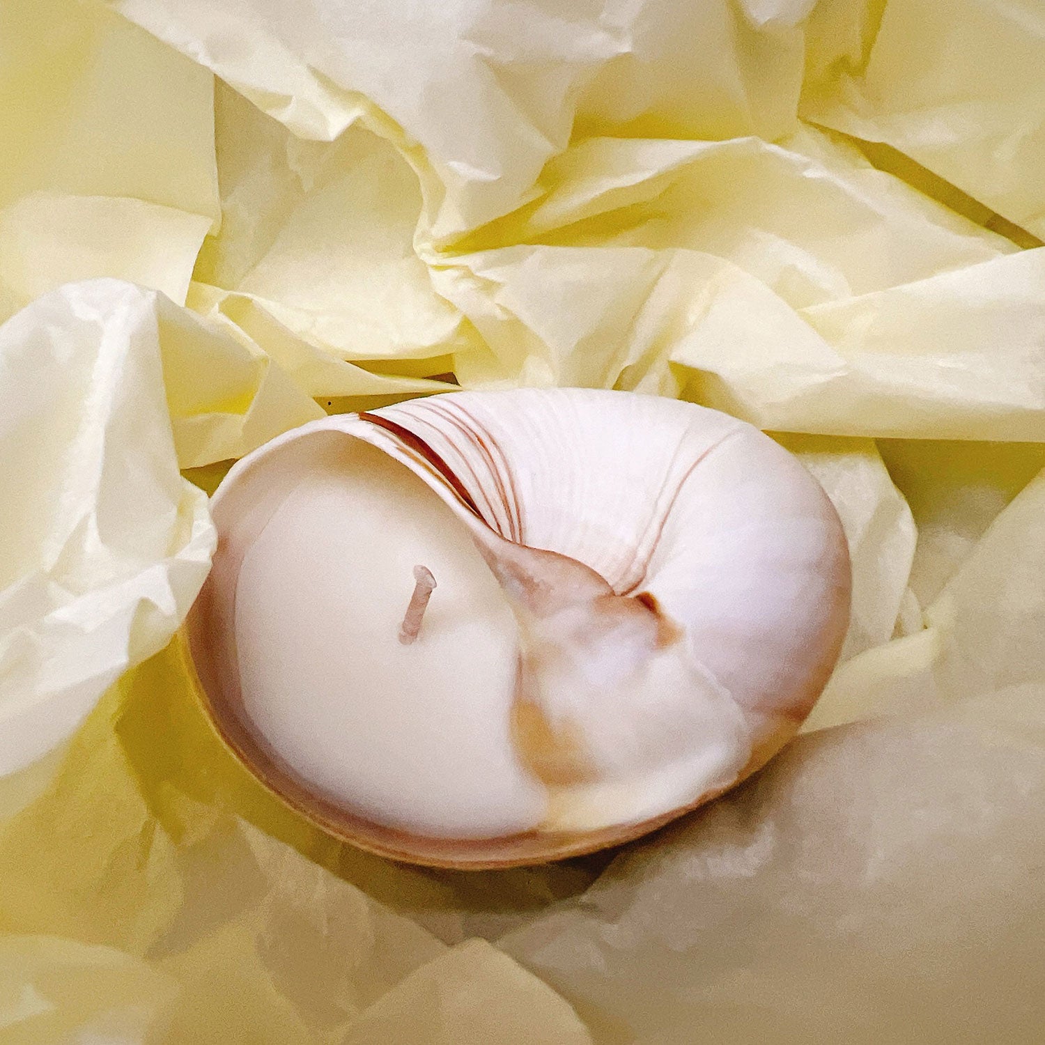 Jasmine Rose Seashell Soy Wax Candle Real Conch Shell Scented Candles