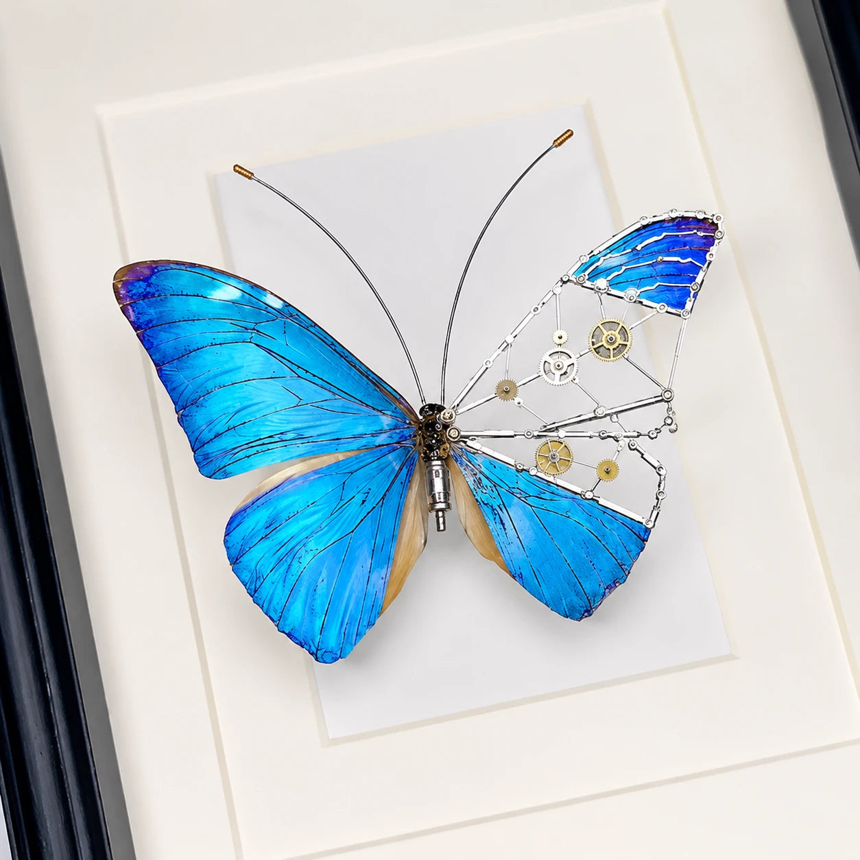 Mechanical Blue Morpho Butterfly Specimen Natural Morpho Menelaus Species Specimens