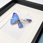 Mechanical Blue Morpho Butterfly Specimen Natural Morpho Menelaus Species Specimens