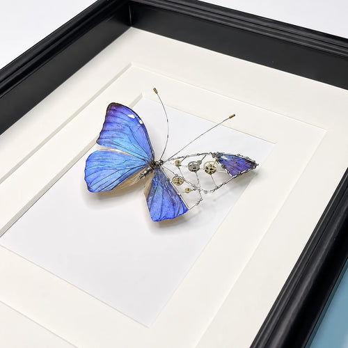 Mechanical Blue Morpho Butterfly Specimen Natural Morpho Menelaus Species Specimens