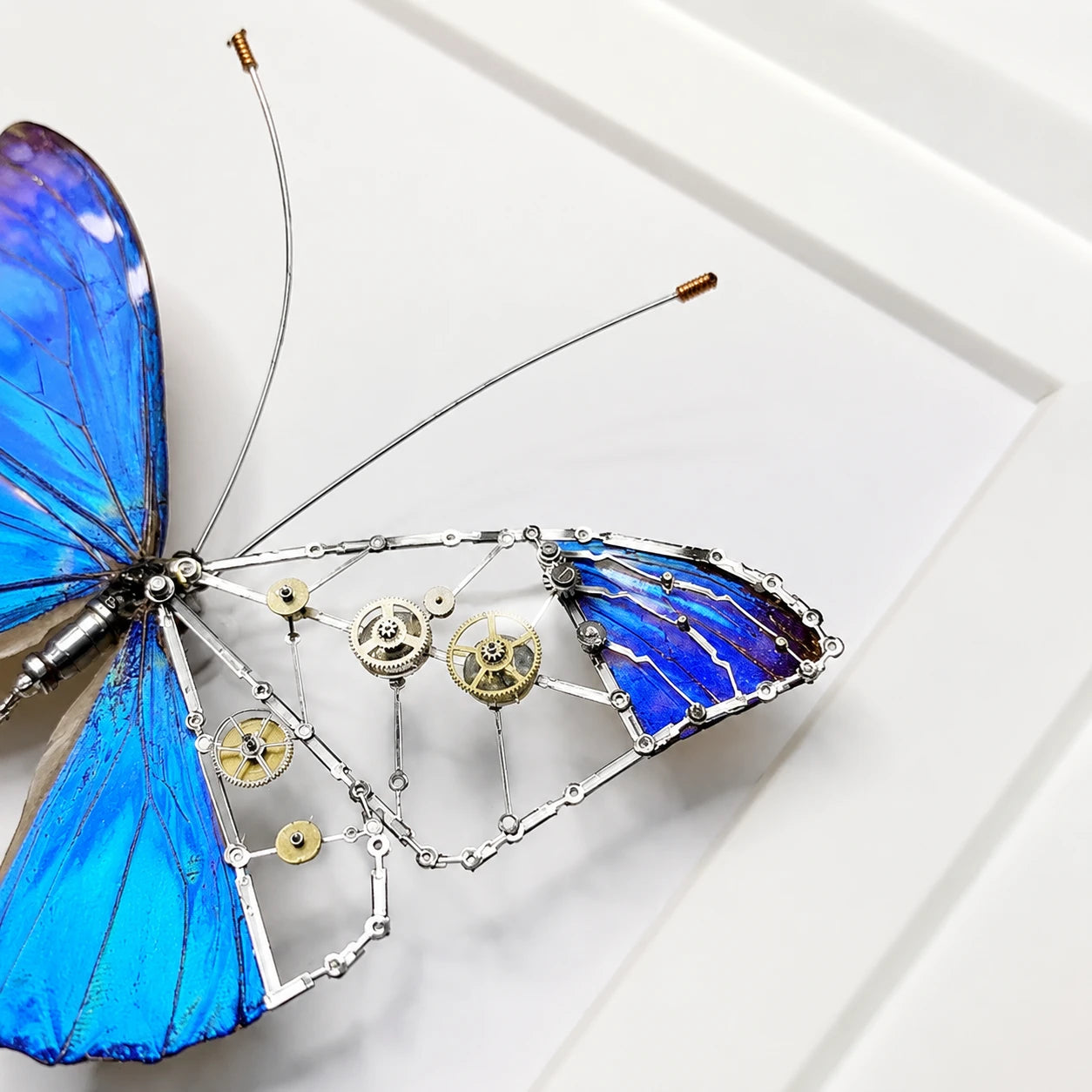 Mechanical Blue Morpho Butterfly Specimen Natural Morpho Menelaus Species Specimens