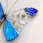 Mechanical Blue Morpho Butterfly Specimen Natural Morpho Menelaus Species Specimens