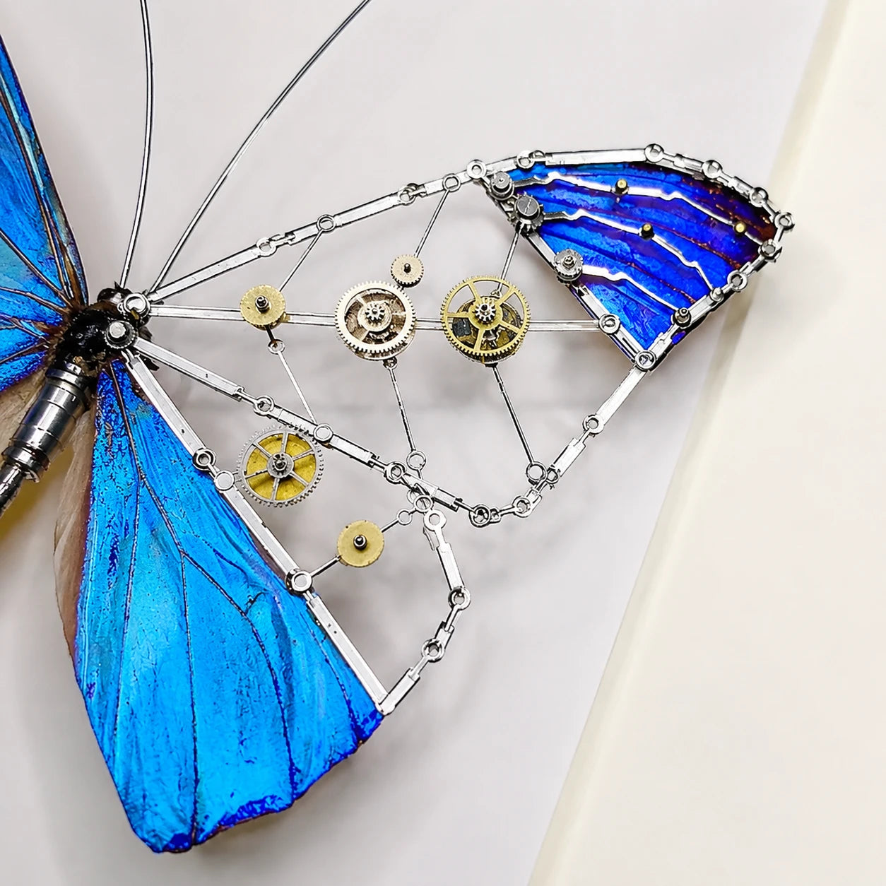 Mechanical Blue Morpho Butterfly Specimen Natural Morpho Menelaus Species Specimens